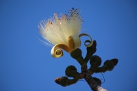 20240219. Tuxtla. Sospó blanco. Árbol que crece en la región de Centroamérica con una hermosa flor, la cual es representativa de la ciudad de Tuxtla Gutiérrez.