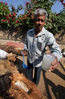 Ejido Benito Juárez, Villaflores. Martes 10 de mayo. Un grupo de ejidatarios de la comunidad Benito Juárez en Villaflores realizan el cultivo de la Palma de Coyol para la elaboración tradicional de La Taberna, la cual es consumida entre los meses de marzo