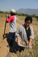 Ejido Benito Juárez, Villaflores. Martes 10 de mayo. Un grupo de ejidatarios de la comunidad Benito Juárez en Villaflores realizan el cultivo de la Palma de Coyol para la elaboración tradicional de La Taberna, la cual es consumida entre los meses de marzo