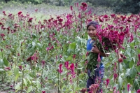 20211030. Continúa la cosecha de flores para el día de Los Santos Difuntos. Flor de Terciopelo