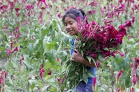 20211030. Continúa la cosecha de flores para el día de Los Santos Difuntos. Flor de Terciopelo