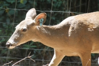 Martes 24 de mayo. Dentro de los terrenos de la comunidad Las Maravillas del Municipio de Coapilla se ubica la UMA para la reproducción de Venados de Cola Blanca donde se observan varios de estos animales viviendo y alimentándose dentro de los bosques del