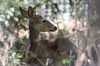 Martes 24 de mayo. Dentro de los terrenos de la comunidad Las Maravillas del Municipio de Coapilla se ubica la UMA para la reproducción de Venados de Cola Blanca donde se observan varios de estos animales viviendo y alimentándose dentro de los bosques del