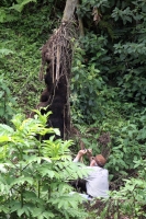 Martes 24 de mayo. Dentro de los terrenos de la comunidad Las Maravillas del Municipio de Coapilla se ubica la UMA para la reproducción de Venados de Cola Blanca donde se observan varios de estos animales viviendo y alimentándose dentro de los bosques del