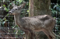 Martes 24 de mayo. Dentro de los terrenos de la comunidad Las Maravillas del Municipio de Coapilla se ubica la UMA para la reproducción de Venados de Cola Blanca donde se observan varios de estos animales viviendo y alimentándose dentro de los bosques del