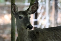 Martes 24 de mayo. Dentro de los terrenos de la comunidad Las Maravillas del Municipio de Coapilla se ubica la UMA para la reproducción de Venados de Cola Blanca donde se observan varios de estos animales viviendo y alimentándose dentro de los bosques del