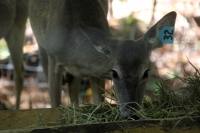 Martes 24 de mayo. Dentro de los terrenos de la comunidad Las Maravillas del Municipio de Coapilla se ubica la UMA para la reproducción de Venados de Cola Blanca donde se observan varios de estos animales viviendo y alimentándose dentro de los bosques del