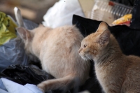 Domingo 26 de febrero del 2012. Vida de gatos.