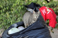 Domingo 26 de febrero del 2012. Vida de gatos.