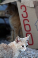 Domingo 26 de febrero del 2012. Vida de gatos.