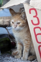 Domingo 26 de febrero del 2012. Vida de gatos.