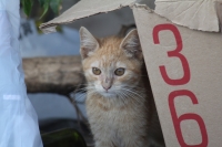 Domingo 26 de febrero del 2012. Vida de gatos.