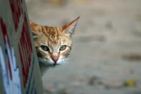 Domingo 26 de febrero del 2012. Vida de gatos.