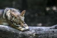 Lunes 21 de julio del 2014. Tuxtla Gutiérrez. La variedad de animales endémicos se encuentran en exhibición en áreas naturales similares a su entorno en las instalaciones del Zoológico Miguel Álvarez del Toro