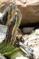 Viernes 8 de julio.  El ZOOMAT Zoológico Miguel Álvarez del Toro, se encuentra listo para recibir el flujo de visitantes y turistas de esta temporada de verano con actividades recreativas y de exposición en las diferentes salas, foros y muestras de los há
