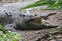 Viernes 8 de julio.  El ZOOMAT Zoológico Miguel Álvarez del Toro, se encuentra listo para recibir el flujo de visitantes y turistas de esta temporada de verano con actividades recreativas y de exposición en las diferentes salas, foros y muestras de los há