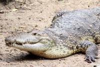 Viernes 8 de julio.  El ZOOMAT Zoológico Miguel Álvarez del Toro, se encuentra listo para recibir el flujo de visitantes y turistas de esta temporada de verano con actividades recreativas y de exposición en las diferentes salas, foros y muestras de los há