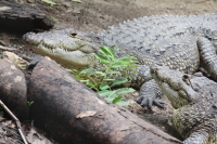 Viernes 8 de julio.  El ZOOMAT Zoológico Miguel Álvarez del Toro, se encuentra listo para recibir el flujo de visitantes y turistas de esta temporada de verano con actividades recreativas y de exposición en las diferentes salas, foros y muestras de los há