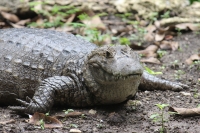 Viernes 8 de julio.  El ZOOMAT Zoológico Miguel Álvarez del Toro, se encuentra listo para recibir el flujo de visitantes y turistas de esta temporada de verano con actividades recreativas y de exposición en las diferentes salas, foros y muestras de los há