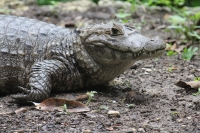 Viernes 8 de julio.  El ZOOMAT Zoológico Miguel Álvarez del Toro, se encuentra listo para recibir el flujo de visitantes y turistas de esta temporada de verano con actividades recreativas y de exposición en las diferentes salas, foros y muestras de los há