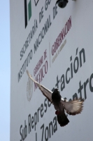 20250424. Tuxtla. Migrantes exigen vuelos humanitarios hacia sus países de origen en las instalaciones de INM en Chiapas