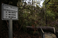 202500525. Tuxtla. Árbol caído durante la lluvia y vientos de las últimas horas en El Jardín Botánico.