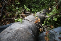 202500525. Tuxtla. Árbol caído durante la lluvia y vientos de las últimas horas en El Jardín Botánico.