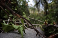 202500525. Tuxtla. Árbol caído durante la lluvia y vientos de las últimas horas en El Jardín Botánico.
